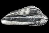Polished Orthoceras (Cephalopod) Fossils - Morocco #96609-1